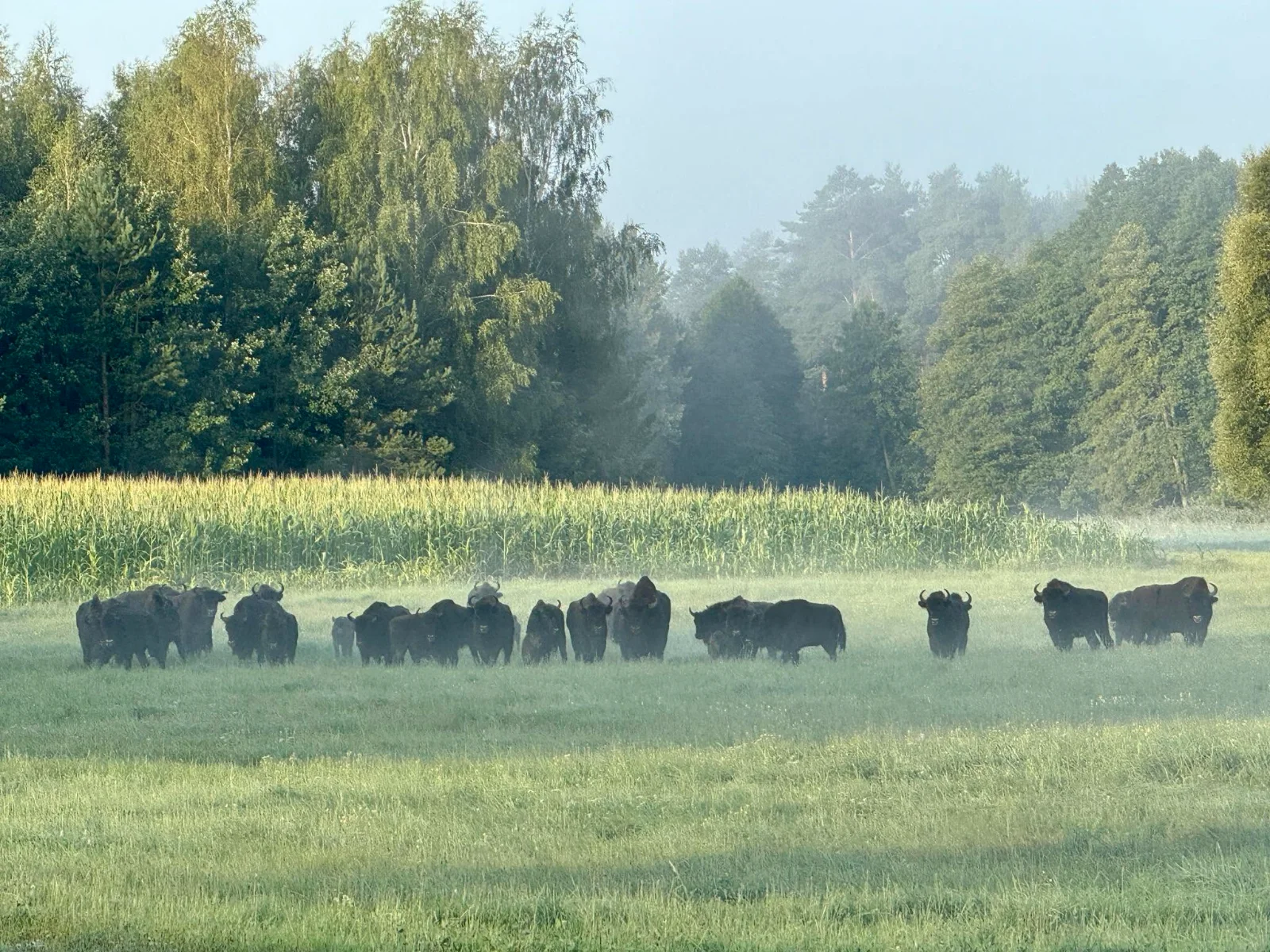 Obudź Moc Śnienia